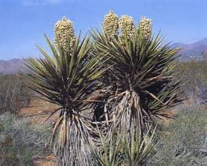 Click image for larger version

Name:	yucca.jpg
Views:	200
Size:	18.2 KB
ID:	21213
