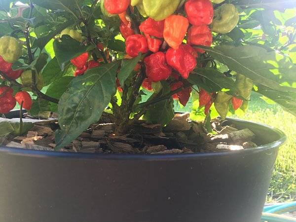 Click image for larger version

Name:	Peppers #2.JPG
Views:	256
Size:	105.7 KB
ID:	371821