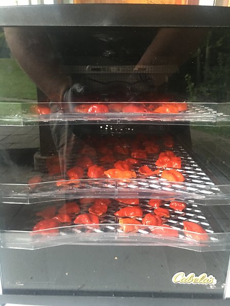 Click image for larger version

Name:	Peppers Dehydrate.JPG
Views:	229
Size:	59.2 KB
ID:	376905