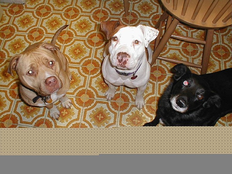 Click image for larger version  Name:	waiting_for_the_cookman.jpg Views:	2 Size:	138.3 KB ID:	535591