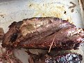 Decent smoke ring