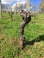 The Willamette Valley's 50 Year Old Vines.
